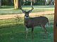 buck in yard. Taken 2008 Dubuque by peggy driscoll.