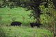 Farms in Iowa. Taken 9-21-10 Balltown by Peggy Driscoll.