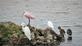 Roseate Spoonbill, Great Egrets and Mallards. Taken 9/6/2023 16th Street Retention Basin by Marty Corfman.