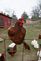 one of my chickens jumped up on the fence right next to me . Taken 4-4-10 Elizabeth Il by Steven Schleuning.