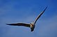 Flying Seagull while i was out on a walk near the lock&dam . Taken 3/16/11 Dubuque ia  by Steven Schleuning .