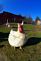 one of my chickens posing for me . Taken 3-19-11 Elizabeth IL  by Steven Schleuning .