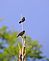 Couple birds hanging out on the new Art piece at the Grand Harbor River Walk . Taken 8-8-2010 Dubuque Iowa by steven schleuning  .