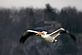 Pelican Soaring around the Lock and Dam . Taken 4/23/11 Dubuque IA by Steven Schleuning .