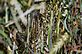 Hay bale up close with a macro lens . Taken 11/22/10 my farm in Elizabeth IL by Steven Schleuning.