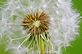 dandilion gone to seed form . Taken 5/19/11 Elizabeth il by Steven Schleuning .