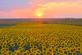 The sun sets over a field of sunflowers. Taken in mid September in Belle Plaine, Iowa by Lorlee Servin.