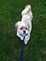 Mr. Rodgers. Out on a walk after his first hair cut (Carpentersville, IL) by Ginger.