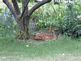 Baby fawn napping in flower bed.. Taken 6/25/12 Guttenberg, Iowa, back yard.  Who?