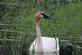 Trumpeter swan. Taken June 2022 Green Island Wildlife Refuge by Jan Powers.