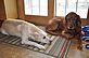 Lainey and Holly enjoy a snowy afternoon inside. Taken in later winter in Dubuque by Beth Jenn.