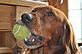 Holly plays with her tennis ball. Taken on a snowy afternoon in Dubuque by Beth Jenn.