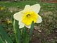 Daffodil in bloom. Taken 4-5-10 in the yard by Peggy Driscoll.