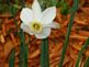 flowers in bloom . Taken 5-11-10  Backyard by Peggy Driscoll.