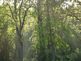 The sun rays through the trees and the morning dew in the air. Taken 5-10-10 Backyard by Peggy Driscoll.