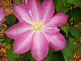 flowers in bloom . Taken 5-11-10  Backyard by Peggy Driscoll.