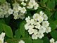 flowers in bloom . Taken 5-11-10  Backyard by Peggy Driscoll.