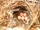 Wren eggs in nest. Taken 5-21-10 Backyard by Peggy Driscoll.