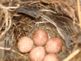 Wren eggs in nest. Taken 5-21-10 Backyard by Peggy Driscoll.