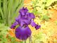 Purple Iris in bloom. Taken 5-18-10 Backyard by Peggy Driscoll.