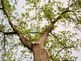 Walnut trees waking up for the summer. Taken 5-18-10 Backyard by Peggy Driscoll.