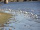 Birds on the Edge. Taken October 12, 2012 River Walk by Les Lenstra.