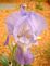 light purple/blue Iris in bloom. Taken 5-16-10 Backyard by Peggy Driscoll.
