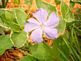 Vinca in bloom. Taken 5-16-10 Backyard by Peggy Driscoll.