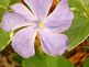 Vinca in Bloom. Taken 5-16-10 Backyard by Peggy Driscoll.