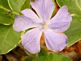 Vinca in Bloom.Bug flying to the flower. Taken 5-16-10 Backyard by Peggy Driscoll.