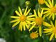 yellow wild flower. Taken 5-16-10 Backyard by Peggy Driscoll.