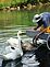Hand feeding mama, papa and baby swans 4 months old. Taken August 2010 Our pond Ihm Road, Dodgeville, WI by Tricia Ihm.