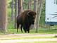 buffalo in campsite. Taken June 16, 2009 Custer State Park, South Dakota by JoanTakes.