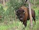 Buffalo encounter. Taken June 17th, 2009 Custer State Park, South Dakota by JoanTakes.