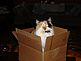 CAT IN THE BOX  Our cat ZUZU. Taken September 2010 Our house Dodgeville, WI by Tricia Ihm.