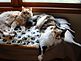 A cat's life at our house.  Beeper and Zuzu on their perch. Taken September 2010 Our house Dodgeville, WI by Tricia Ihm.