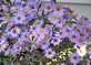 spider in the flowers. Taken Sept. 14, 2009 Cascade, Iowa by Joan Takes.