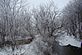 frost covered trees along a small creek. Taken sunday  from a bridge by snickerlips.