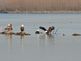 Eagle's Play. Taken March 16 2011 Sunfish lake by C.Schonhoff.