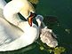 mama swan with one of her 4 baby swans age about 3 days old-- baby greeting mama. Taken April 26, 2012 At our pond Dodgeville, Wisconsin by Tricia Ihm.