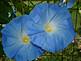 Blue Morning glory in Bloom
By Peggy Driscoll in Dubuque Iowa 