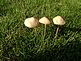 Wild mushrooms. Taken Aug 18 in my yard by my husband.