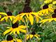 Black-eyed Susan By Peggy Driscoll