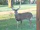 Buck watchs closely By Peggy Driscoll