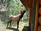 This elk has a sweet tooth. Taken August 9, 2009 in Estes Park CO by Judy Roling.
