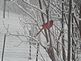 cardinal in the snow. Taken 2-08 backyard by peggy driscoll.
