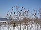 Dubuque. Taken 2-2008 Backyard by Peggy Driscoll.