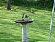 Robins fight at the bird bath 