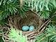 Bird eggs By Peggy Driscoll