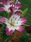 Lily in Bloom By Peggy Driscoll in Dubuque Iowa